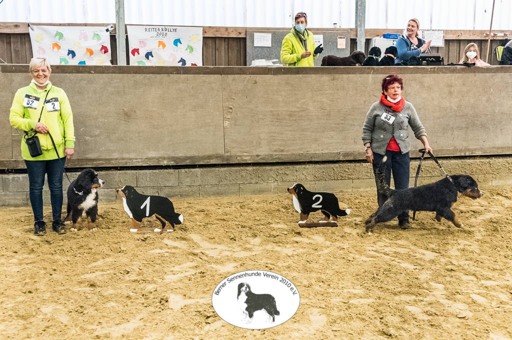 Babyklasse Hündinnen