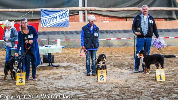 v.l.n.r A Charming Girl Amy Babalossi´s, Basima Bilou von den Brüner Höhen und Bamika von den Brüner Höhen auf der 5.Schönheitsschau des Berner Sennenhunde Verein 2010 in e.V. in Raesfeld-Erle