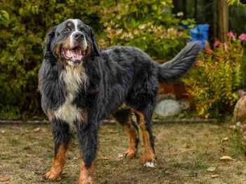 Cooper von der Schöniger Wasser Maid